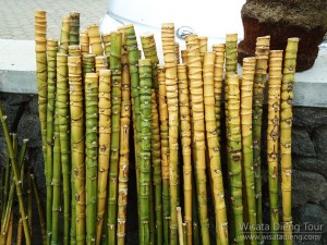 Gambar 3. Bambu cendani Sumber : www.wisatadieng.com